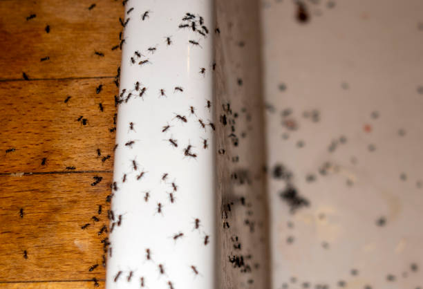 Best Flea Control Services  in Silver Summit, UT