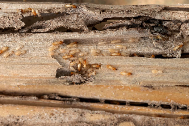 Best Termite Control Services  in Silver Summit, UT